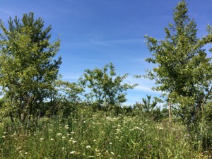 Spaziergang in der Natur