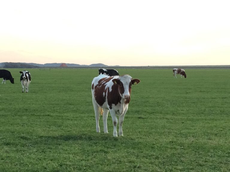 Große Weiden, frisches und saftiges Gras – glückliche Kühe aus Holland.